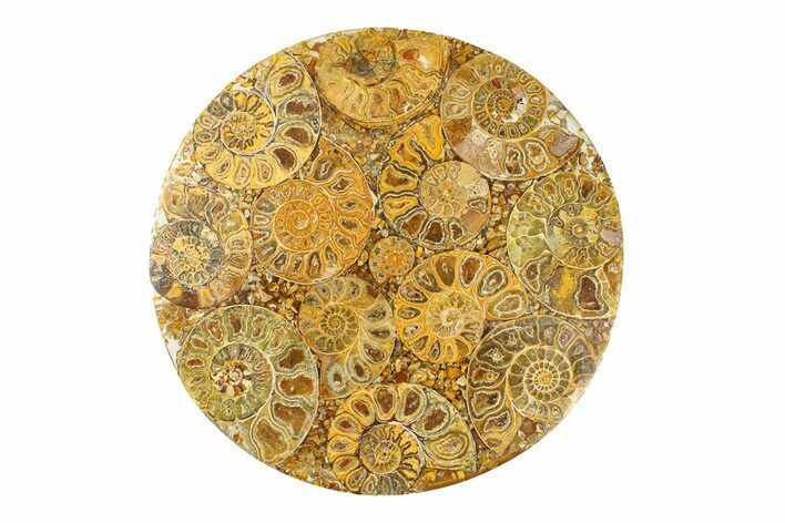 Composite Plate Of Agatized Ammonite Fossils #280993